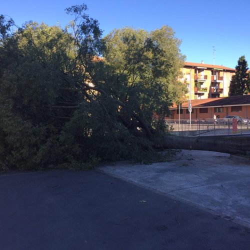 albero 1 piazzale mercato marchionni sant_arnaldo